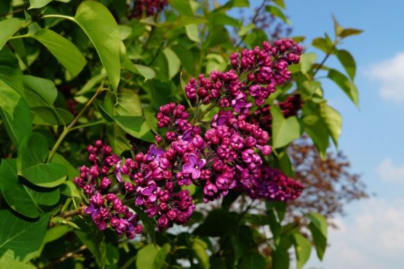 How to eat lilacs
