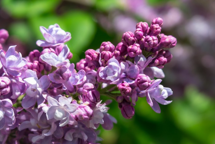 Fragrant Lilacs Symbolize Remembrance