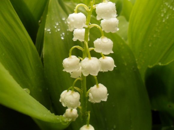 Lily of the valley flower closeup