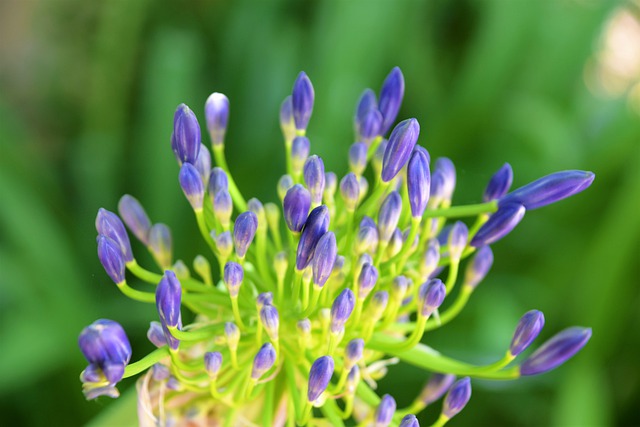 The lily of the Nile has aphrodisiacal properties