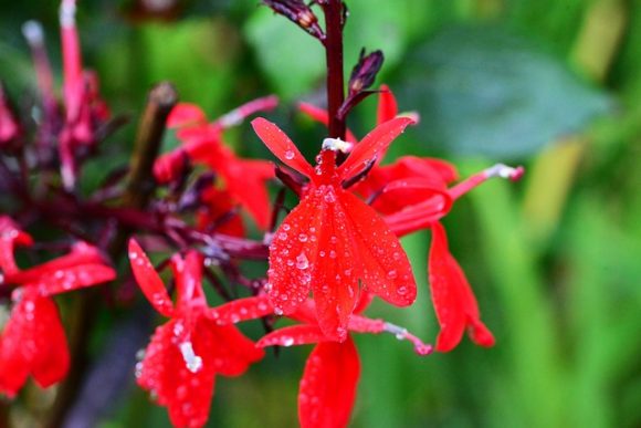 Lobelia cardinalis or cardinal flower was once used as a love charm