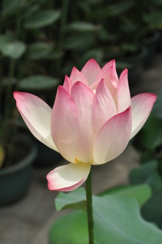 There are many lotus flower benefits for your health