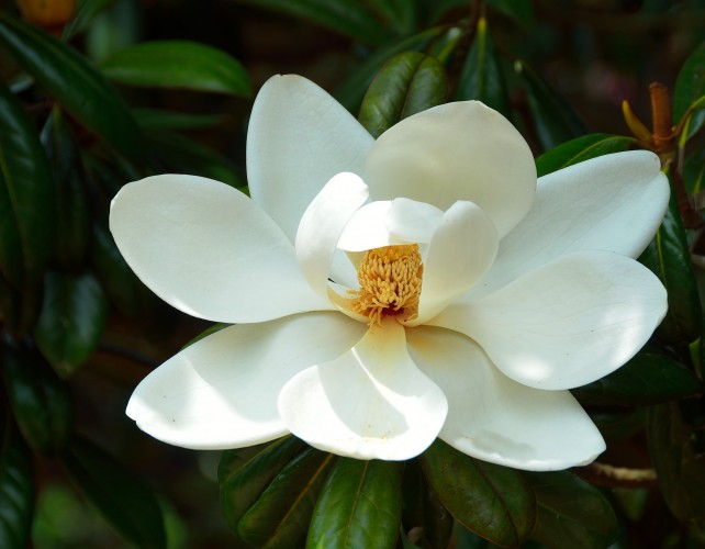The Magnolia's Long History of Symbolizing Grace and Beauty