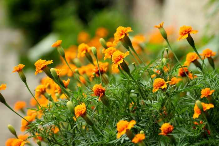 Top Marigold medicinal properties you should know about
