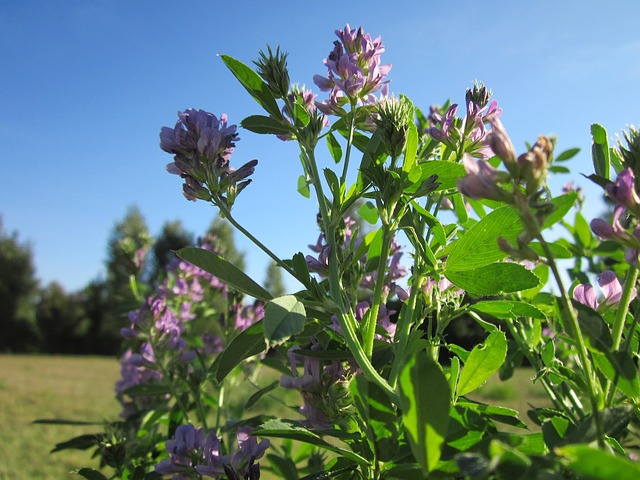 Alfalfa, The Superfood Used as Fodder