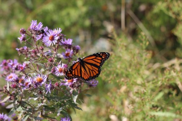 New England aster