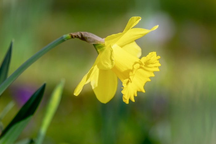 Daffodil flowers:  Offering a cure for cancer?
