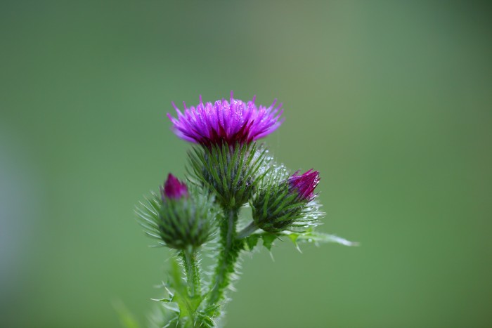 How to use milk thistle flowers in your kitchen