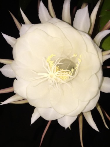 Night Blooming Cereus—Here and Gone in a Flash!