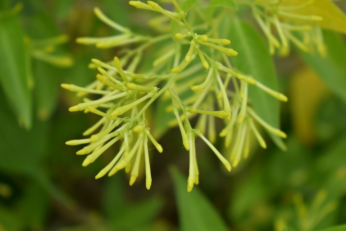 Night blooming jasmine, botanically known as cestrum nocturnum