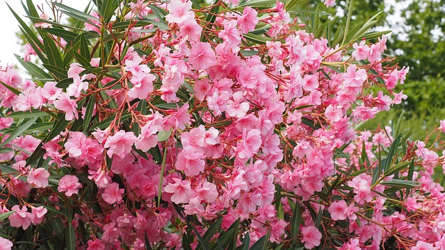 Oleander: Beautiful, deadly but good for heart conditions under medical supervision