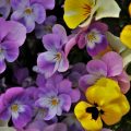 Pansy flower health benefits