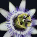 Passionflower is great for treating insomnia and anxiety
