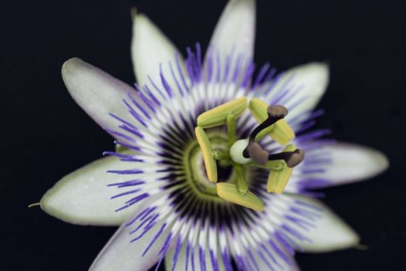 Passionflower is great for treating insomnia and anxiety