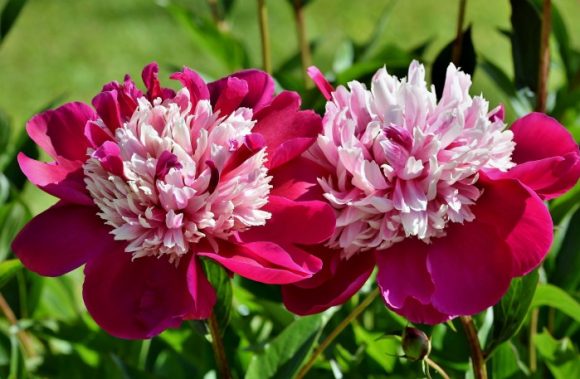 Peonies health benefits: Peonies have many health benefits due to its levels of antioxidants