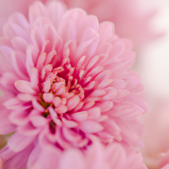 pink chrysanthemum