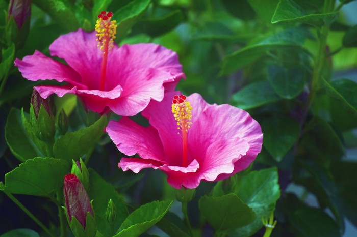 Hibiscus is a Bold Statement of Beauty