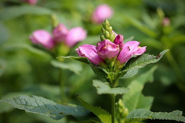 White turtlehead: An old herb with tonic effects