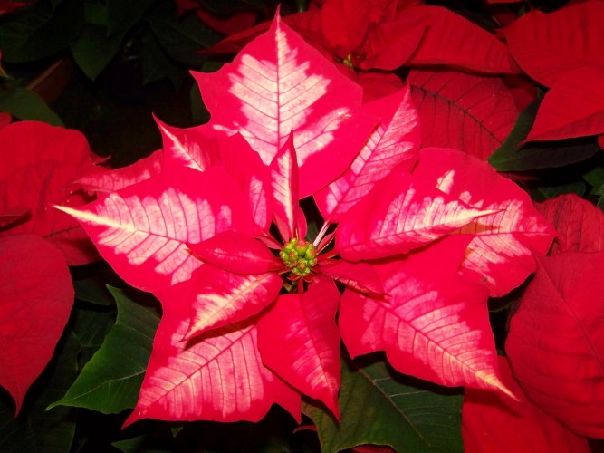 Spruce Up Your Holiday Home with Poinsettias