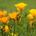 California poppy is great for treating anxiety
