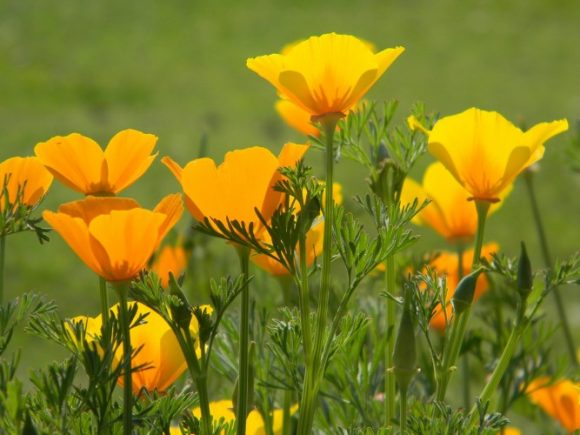 California poppy is great for treating anxiety