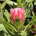 Protea repens flower