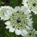 Medicinal properties of ammi majus are still recognized to date