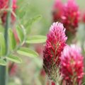 Red clover flower health benefits are great for managing menopausal and respiratory issues