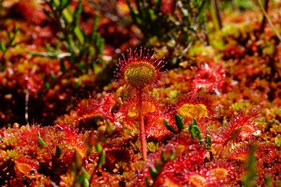 Sundew, the carnivorous plant, has medicinal qualities and makes milk sour