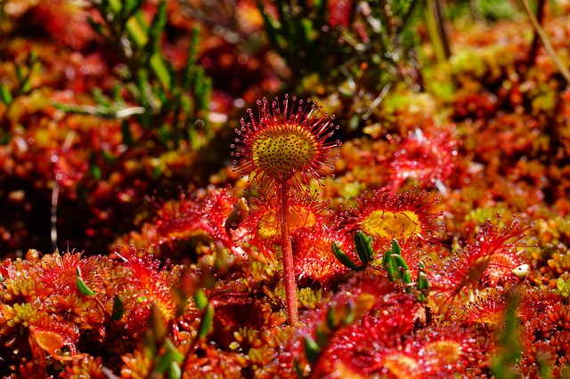 Sundew, a beneficial carnivorous  flower with a sour twist