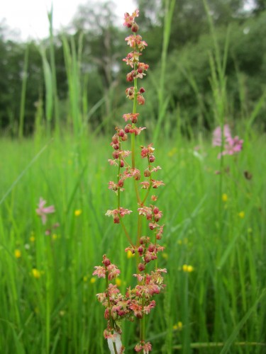 Red sorrel flowering plant: What is it good for?