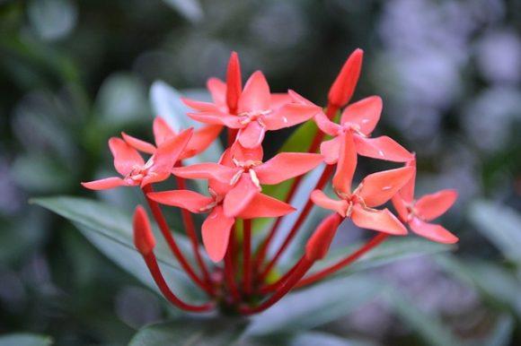 Santan flowers are good for your health and palates