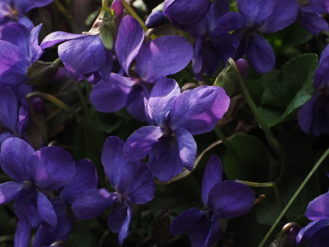 Medicinal Properties of Violet Flowers
