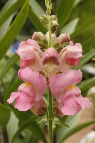 The Long History of Snapdragons as Cut Flowers