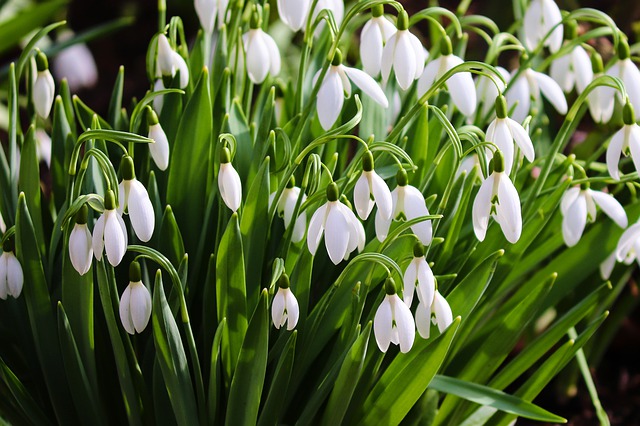 Snowdrop