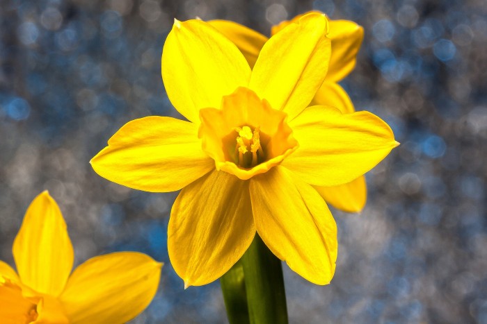 Daffodils Mean a Gift of Sunshine