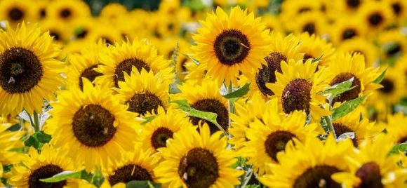 There are benefits of eating sunflower petals