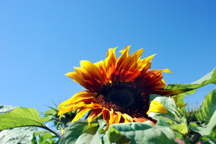 Sunflower Trivia: 5 Things You May Not Know About Sunflowers