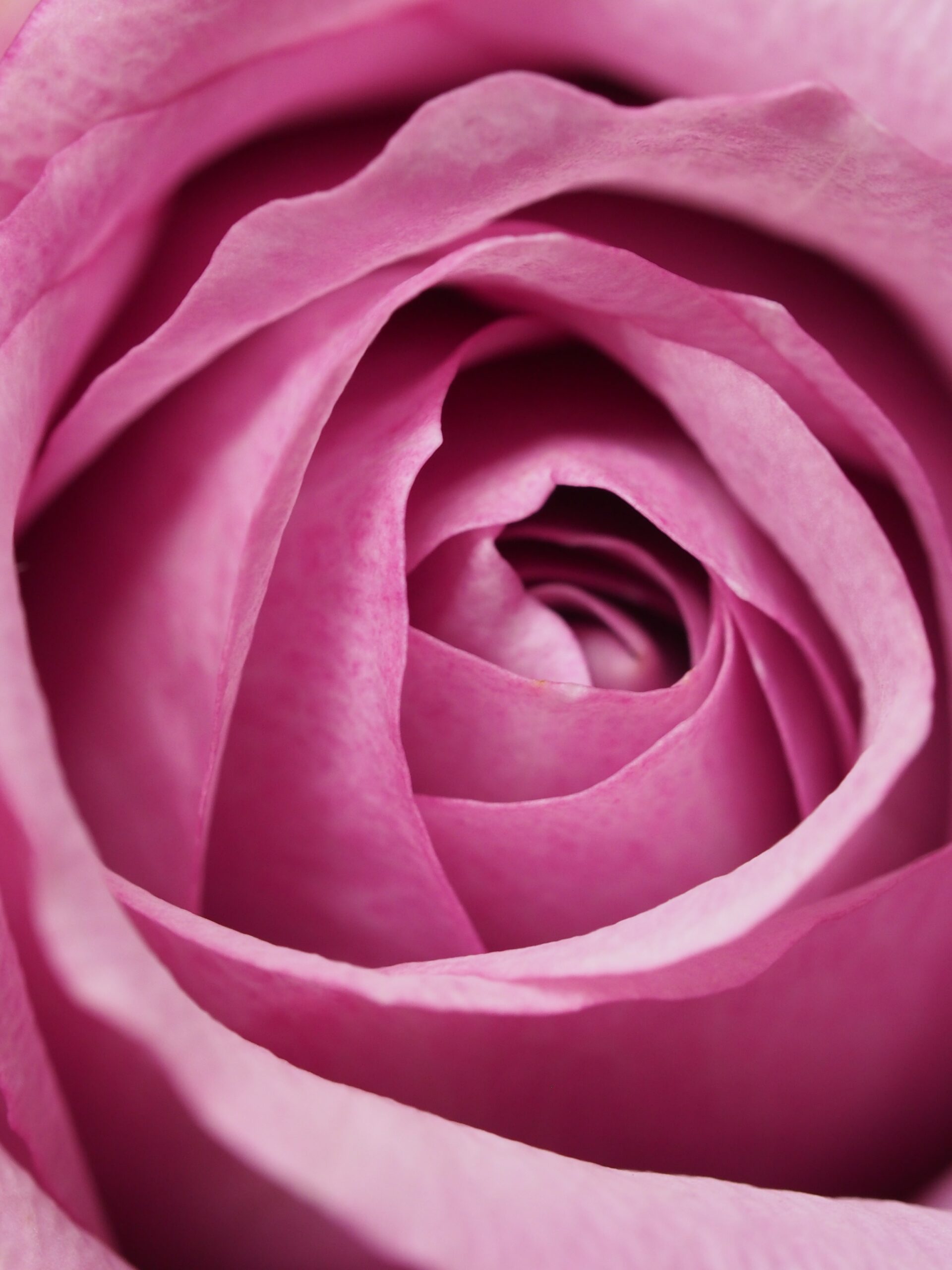 language of flowers roses passionately in love