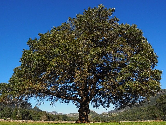Camphor tree: The perfect analgesic?