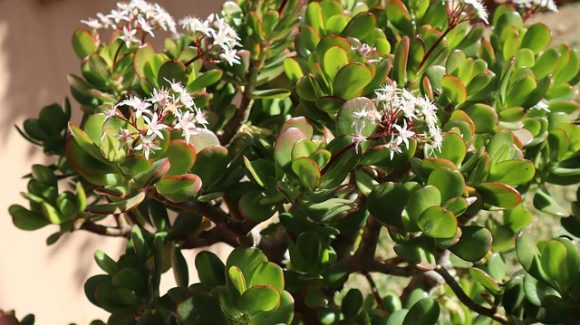 Jade plant is said to attract money and friendship