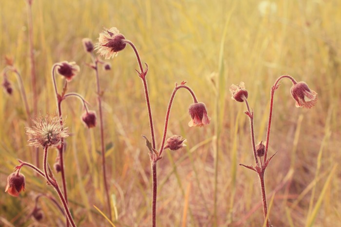 Water avens
