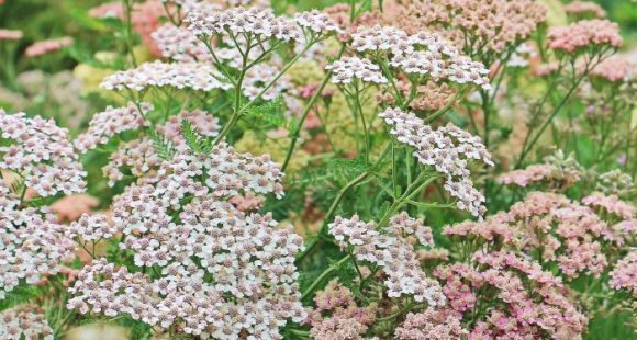 Yarrow medicinal purposes have been known for generations