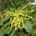 Ylang-ylang-flower is used to make oils to enhance sensuality