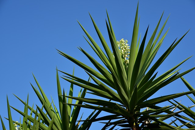Yucca Blossoms: Yes, You Can Eat The Dashing Flowers